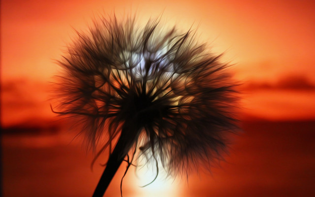 Dandelion sunset redsky macro deepdepth free wallpaper for desktop - medium preview image