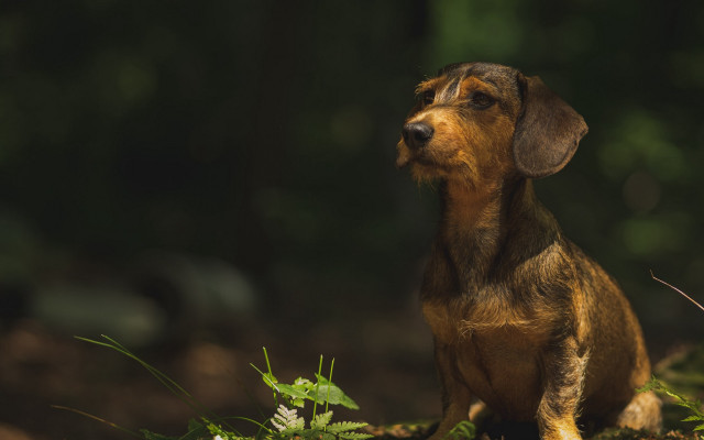 Small dog tilt shift animal free wallpaper for desktop - medium preview image