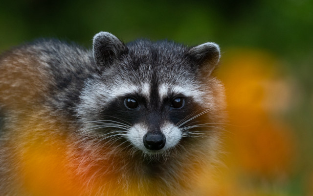 Raccoon looking camera yellow flowers free wallpaper for desktop - medium preview image