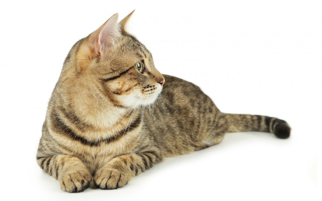 Cat sitting white background striped free wallpaper for desktop - medium preview image