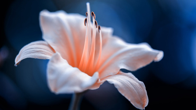 White flower blue blurry macro free wallpaper for desktop - medium preview image