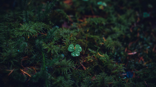 Green button forest leaves macro free wallpaper for desktop - medium preview image