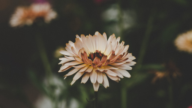 Flower bee bokeh shallow depth free wallpaper for desktop - medium preview image