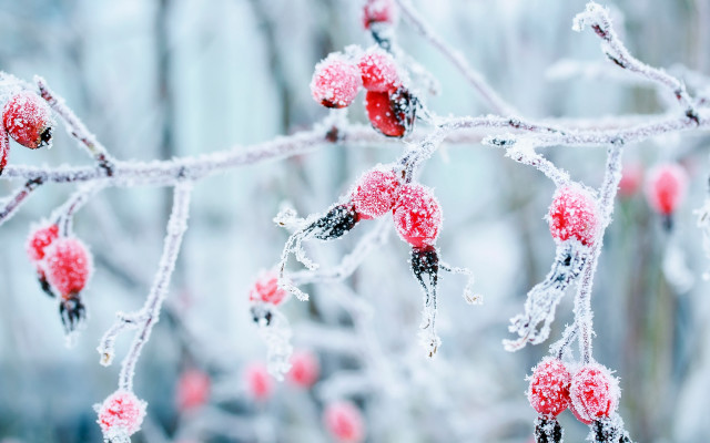Ice covered berry branch winter free wallpaper for desktop - medium preview image