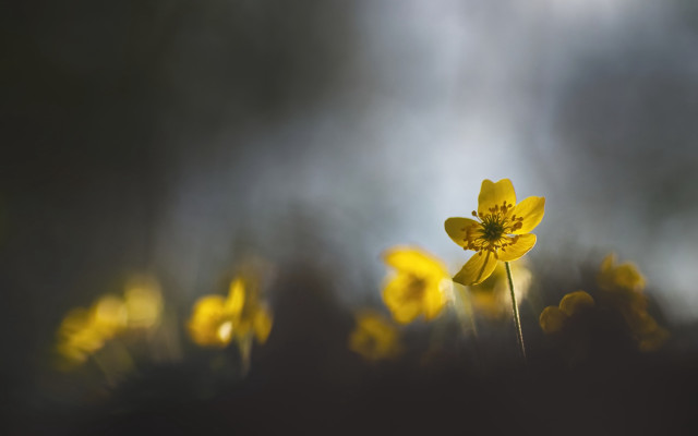 Yellow flower field butterfly sunset free wallpaper for desktop - medium preview image
