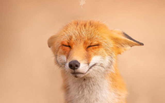 Fox closed eyes cigarette furry free wallpaper for desktop - medium preview image