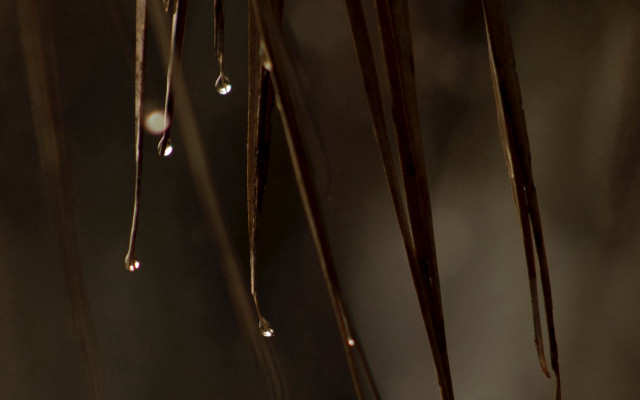 Bird perched water droplets macro free wallpaper for desktop - medium preview image