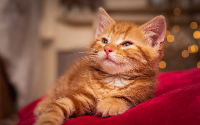 Orange kitten red blanket blurry free wallpaper for desktop - medium preview image