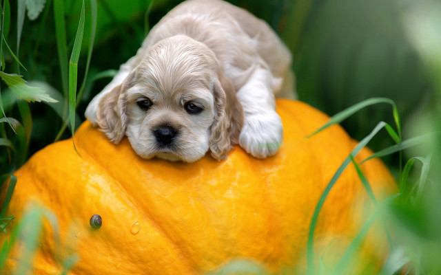 Puppy pumpkin grass surreal orange free wallpaper for desktop - medium preview image