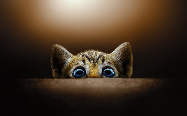 Cat blue eyes peeking table free wallpaper for desktop - medium preview image