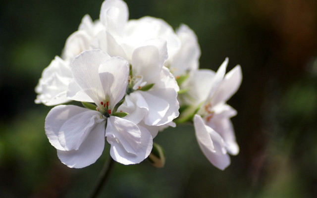 White flower closeup blurry background free wallpaper for desktop - medium preview image