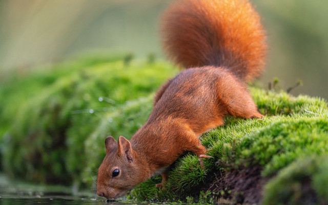 Squirrel mossy pond green vegetation free wallpaper for desktop - medium preview image