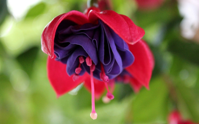 Red purple flower water bokeh free wallpaper for desktop - medium preview image