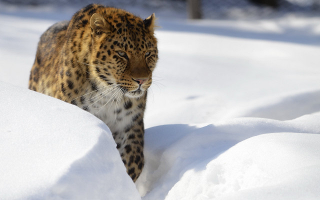 Leopard snow wild prey mountain free wallpaper for desktop - medium preview image