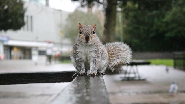 Squirrel rail rain tiltshift photorealism free wallpaper for desktop - medium preview image