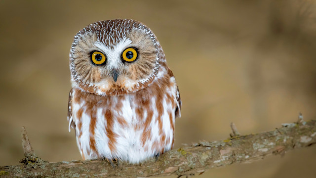 Small owl yellow eyes striped free wallpaper for desktop - medium preview image