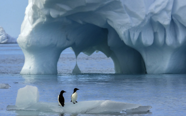 Penguins iceberg ocean ecological art free wallpaper for desktop - medium preview image