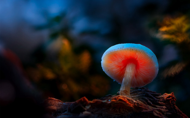 Mushroom red center tree stump free wallpaper for desktop - medium preview image