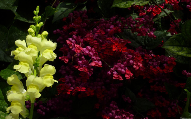 Flowers grass red purple background free wallpaper for desktop - medium preview image