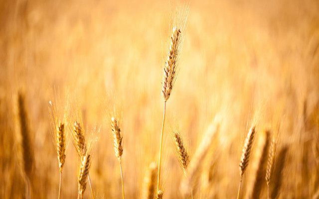 Wheat sunset gradient horizon ocean free wallpaper for desktop - medium preview image