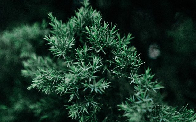 Green plant leaves bamboo forest free wallpaper for desktop - medium preview image