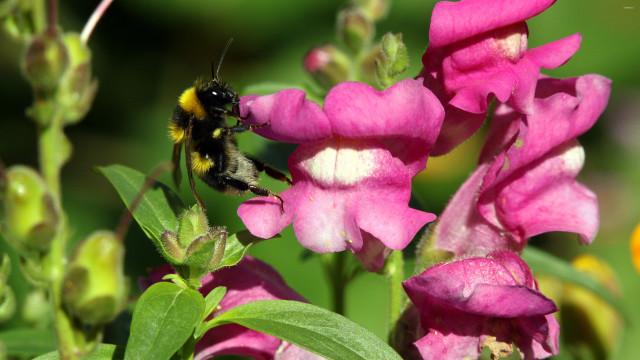 Bee pink flower green leaves #6 free wallpaper for desktop - medium preview image
