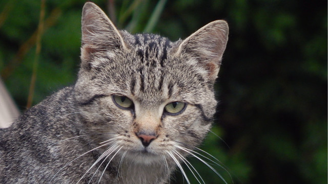 Furry cat headshot blurry background free wallpaper for desktop - medium preview image