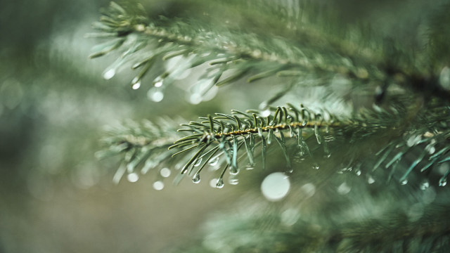 Pine branch water drops macro #2 free wallpaper for desktop - medium preview image