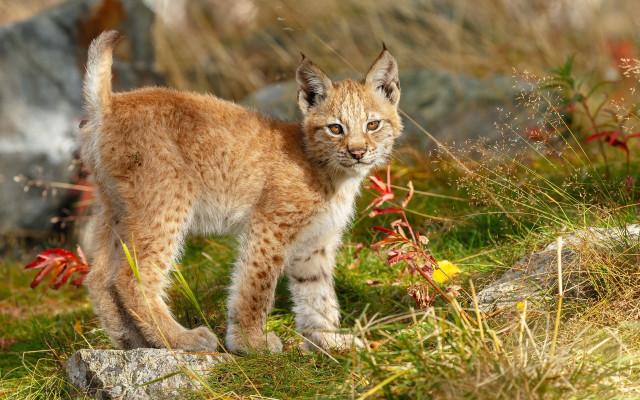 Brown white cat grass field free wallpaper for desktop - medium preview image