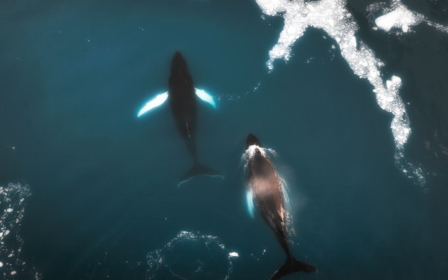 Dolphins shark hologram night starry free wallpaper for desktop - medium preview image