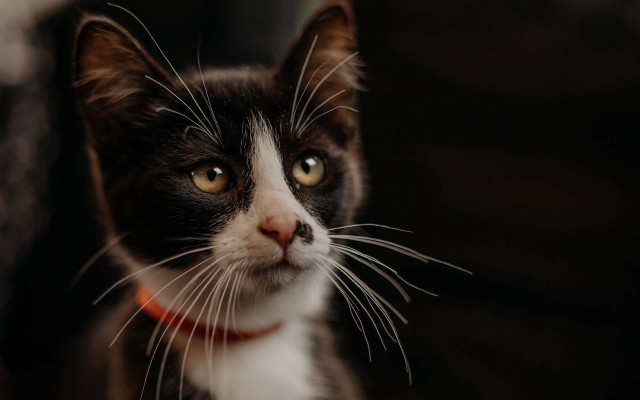 Black cat serious red collar free wallpaper for desktop - medium preview image