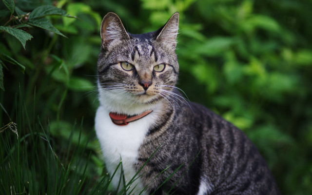 Cat grass collar closedeyes bokeh free wallpaper for desktop - medium preview image