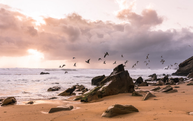 Birds beach ocean clouds sunset free wallpaper for desktop - medium preview image