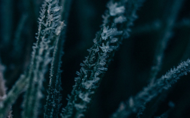 Plant thin leaves macro winter free wallpaper for desktop - medium preview image