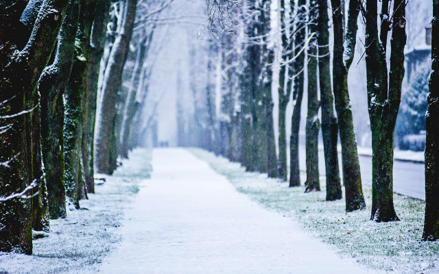 Snowy path trees snow ground free wallpaper for desktop - medium preview image