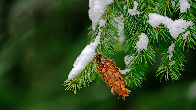 Pine cone snow branch nature free wallpaper for desktop - medium preview image