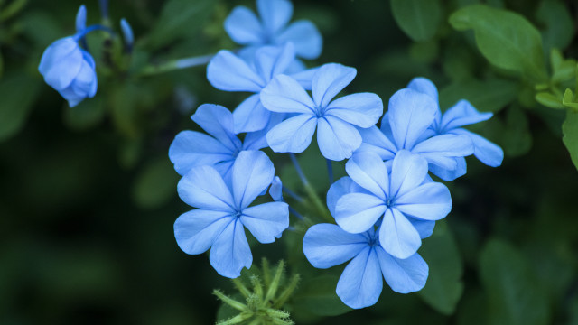 Blue flower butterfly leaves macro free wallpaper for desktop - medium preview image