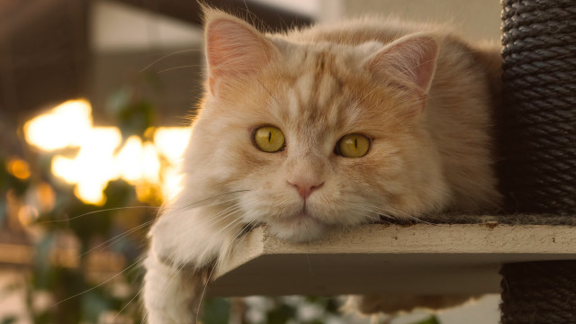Cat yellow eyes ledge planter free wallpaper for desktop - medium preview image