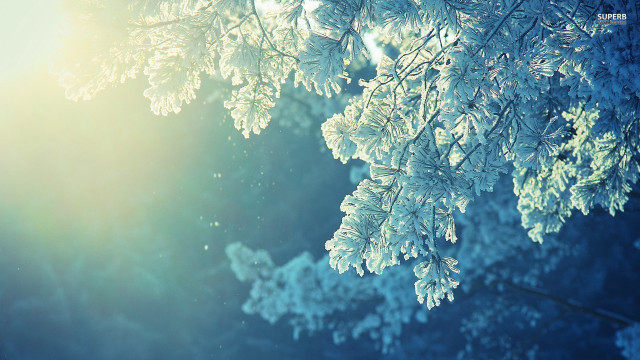 Tree branch snow sunshine winter free wallpaper for desktop - medium preview image