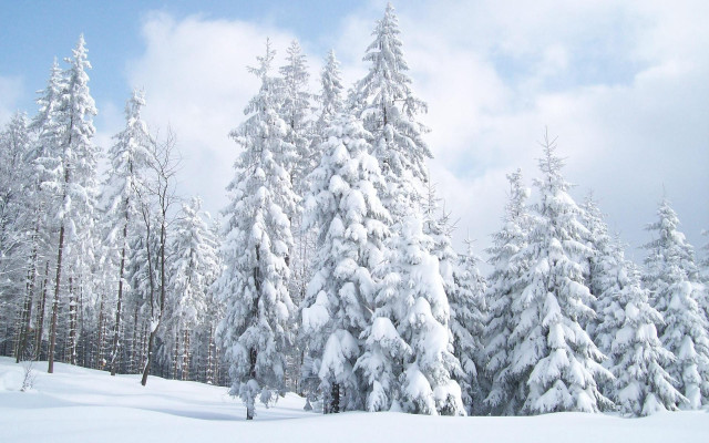 Snow covered forest trees clouds free wallpaper for desktop - medium preview image