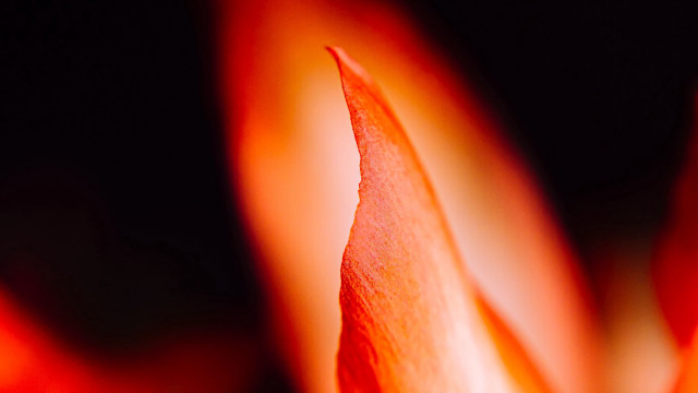 Flower fire sunset mountain ocean free wallpaper for desktop - medium preview image