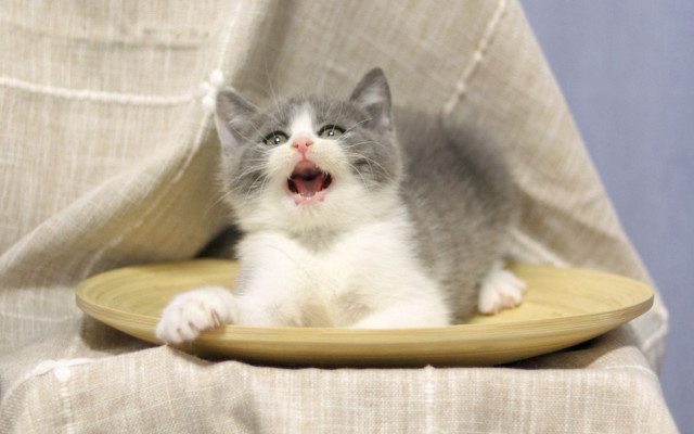 Kitten yawning plate chair curtain free wallpaper for desktop - medium preview image