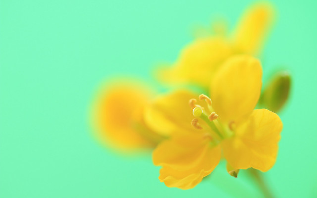 Yellow flower blurry background macro free wallpaper for desktop - medium preview image