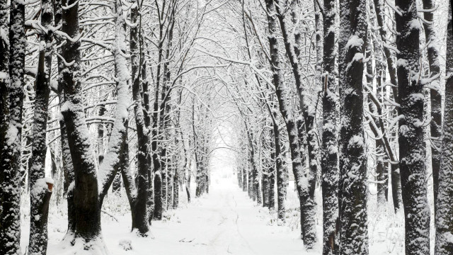Snowy path forest trees snow free wallpaper for desktop - medium preview image