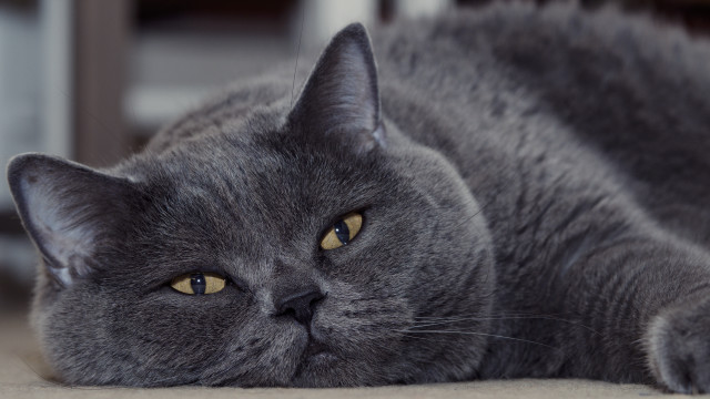 Gray cat sad look focus free wallpaper for desktop - medium preview image