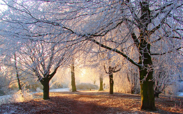 Snowy park frosted trees sunshine free wallpaper for desktop - medium preview image