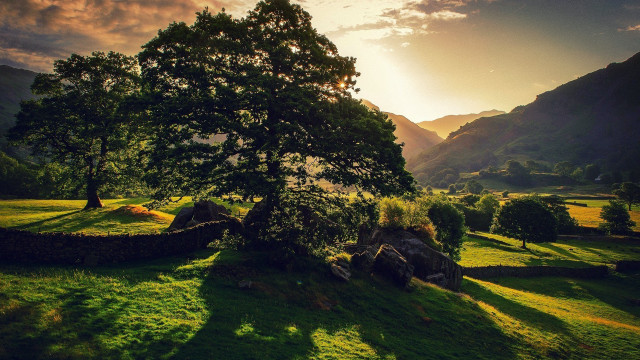 Tree field mountains sunset sunrise free wallpaper for desktop - medium preview image