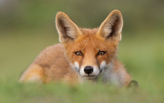 Red fox field blurry background free wallpaper for desktop - medium preview image
