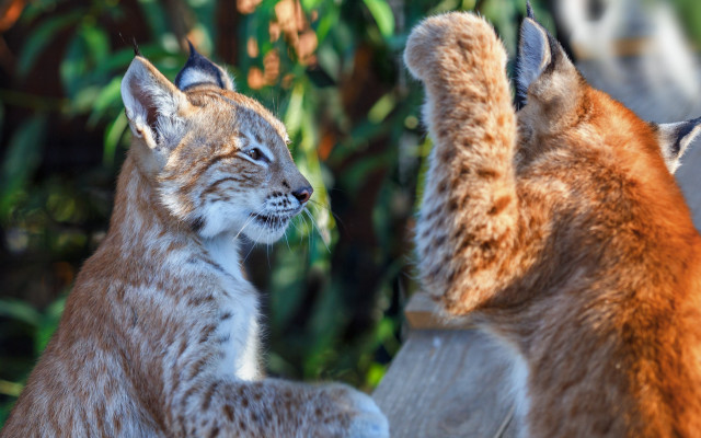Lynx pair tree bushes bernd free wallpaper for desktop - medium preview image