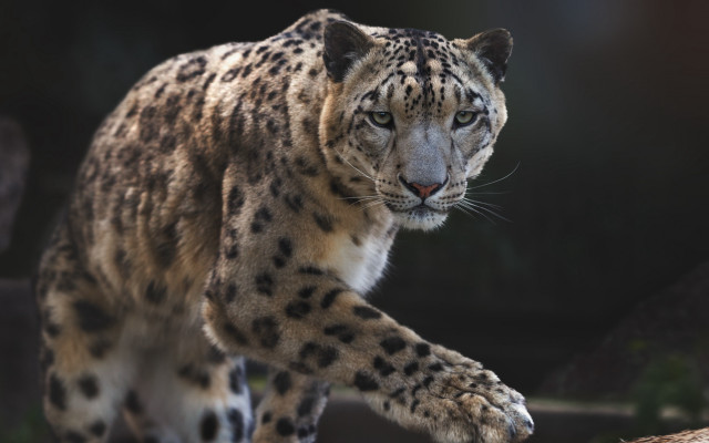 Snow leopard rock night zoo free wallpaper for desktop - medium preview image